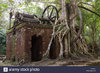 strangler-fig-tree-growing-through-a-19th-century-abandoned-saw-mill-DYW96Y.jpg