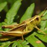 Grasshopper Green