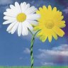 Zweiblumen