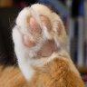 kattoes
