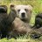 curiousbear
