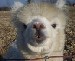 Adri's Avatar