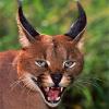 Caracala's Avatar