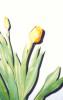 Yellow Tulip's Avatar