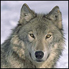 Wandrin's Avatar